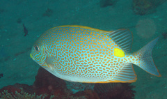 Siganus guttatus