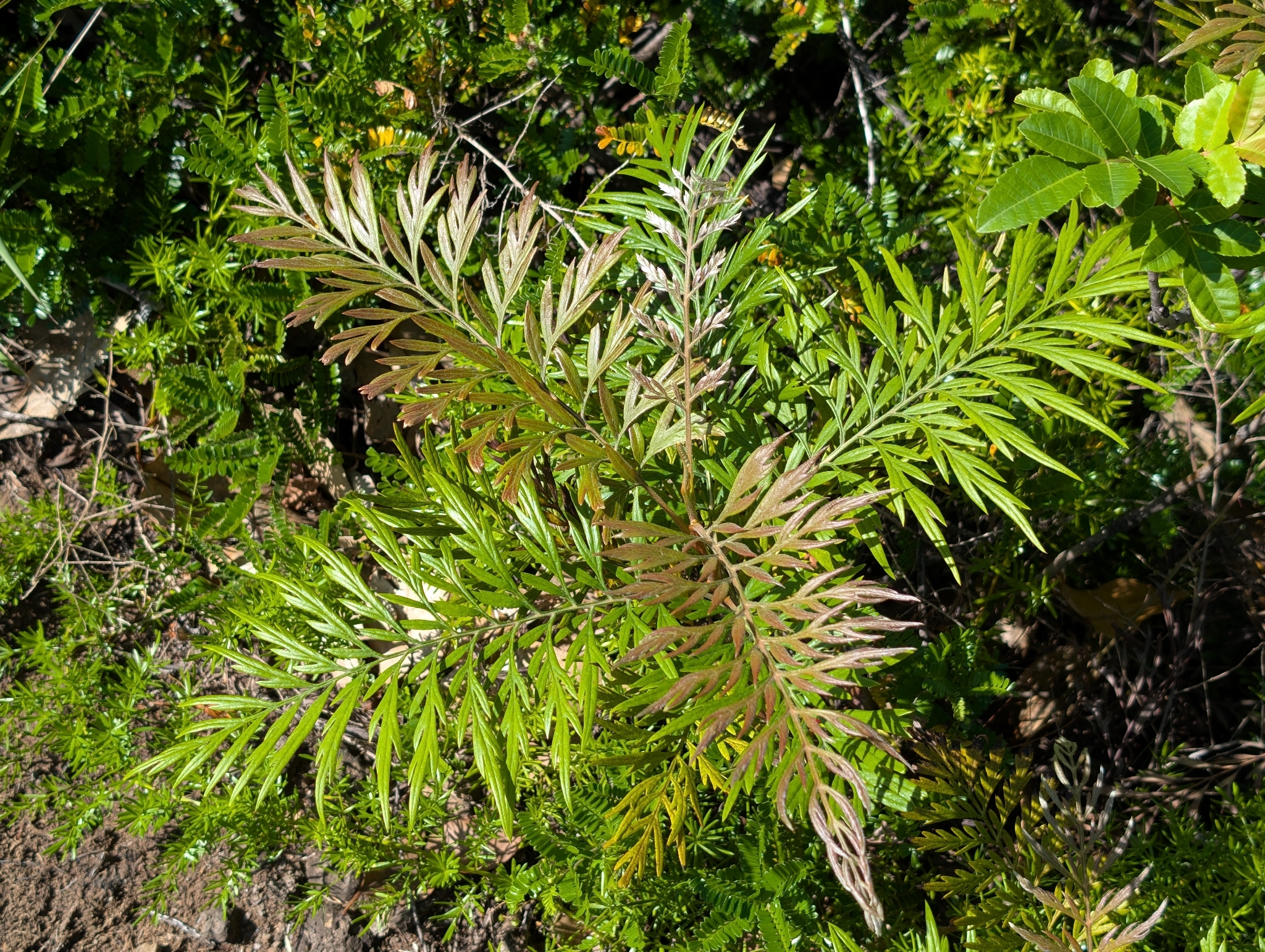Foto de Grevillea robusta A.Cunn. ex R.Br.