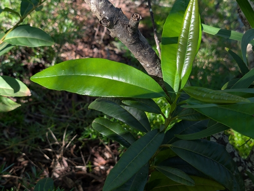 Foto de Pimenta-de-jamaica