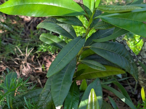 Foto de Pimenta-de-jamaica