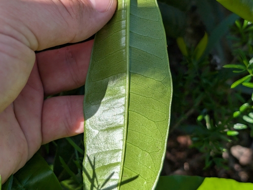 Foto de Pimenta-de-jamaica