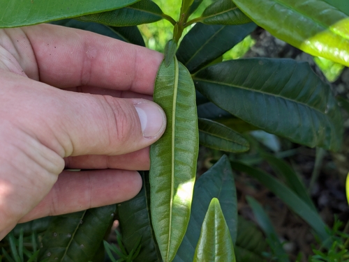 Foto de Pimenta-de-jamaica