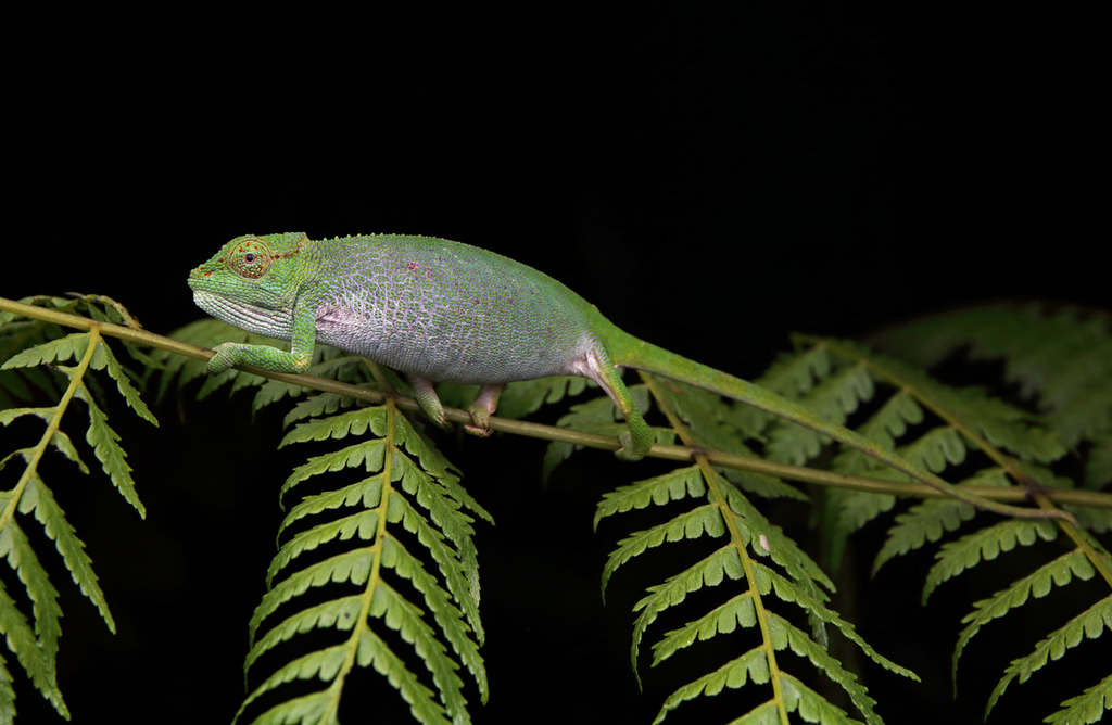 Kigezi Highlands Chameleon