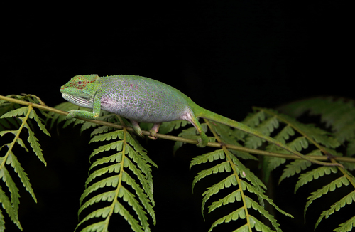 Kigezi Highlands Chameleon