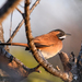 White-whiskered Spinetail - Photo (c) Josh Vandermeulen, some rights reserved (CC BY-NC-ND), uploaded by Josh Vandermeulen