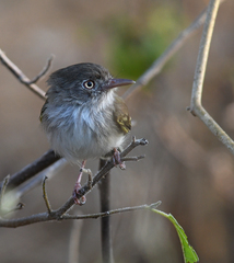 Hemitriccus margaritaceiventer