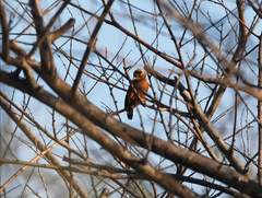 Picumnus cinnamomeus