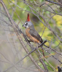 Cardinalis phoeniceus