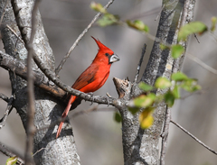 Cardinalis phoeniceus