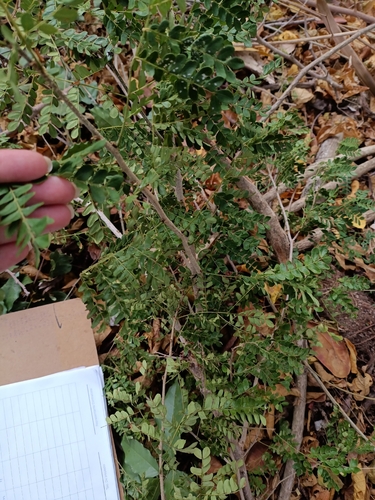Pityrocarpa obliqua, 2026-01-13
