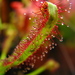 Sundews - Photo (c) Scott Schiller, some rights reserved (CC BY-NC)