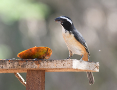 Saltator orenocensis