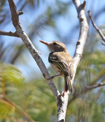 Atalotriccus pilaris