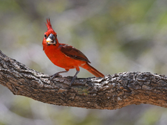Cardinalis phoeniceus