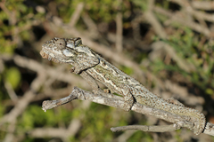 Bradypodion occidentale