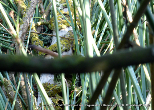 Comadreja cola larga observed by dodo_colombia