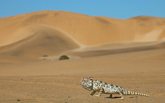 Namaqua Chameleon photo 2
