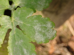 Erysiphe macleayae