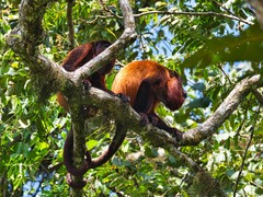 Alouatta macconnelli