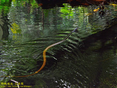 Xenelaphis hexagonotus