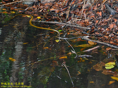 Xenelaphis hexagonotus