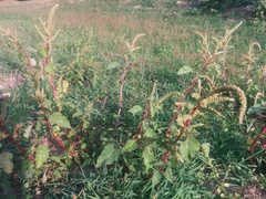 Amaranthus