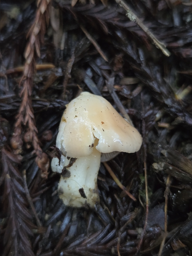 Porpolomopsis sp. 'calyptriformis-CA02'