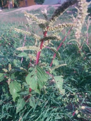 Amaranthus