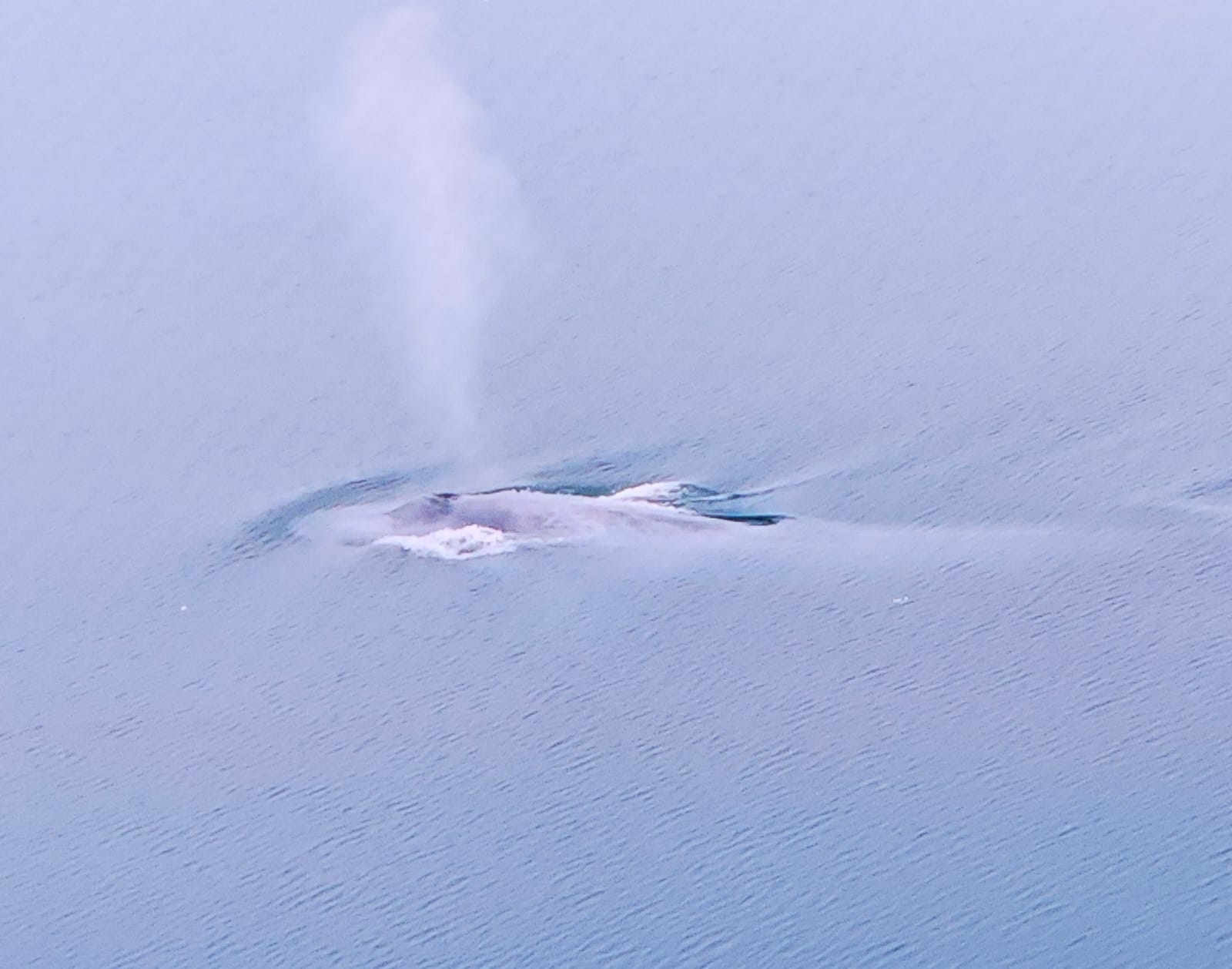 Balaenoptera musculus