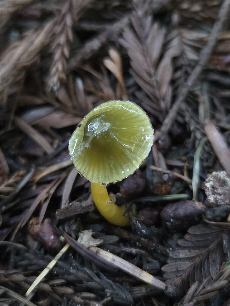 Gliophorus psittacinus · January 2026 · photo: © mandymushii (iNaturalist, cc-by)