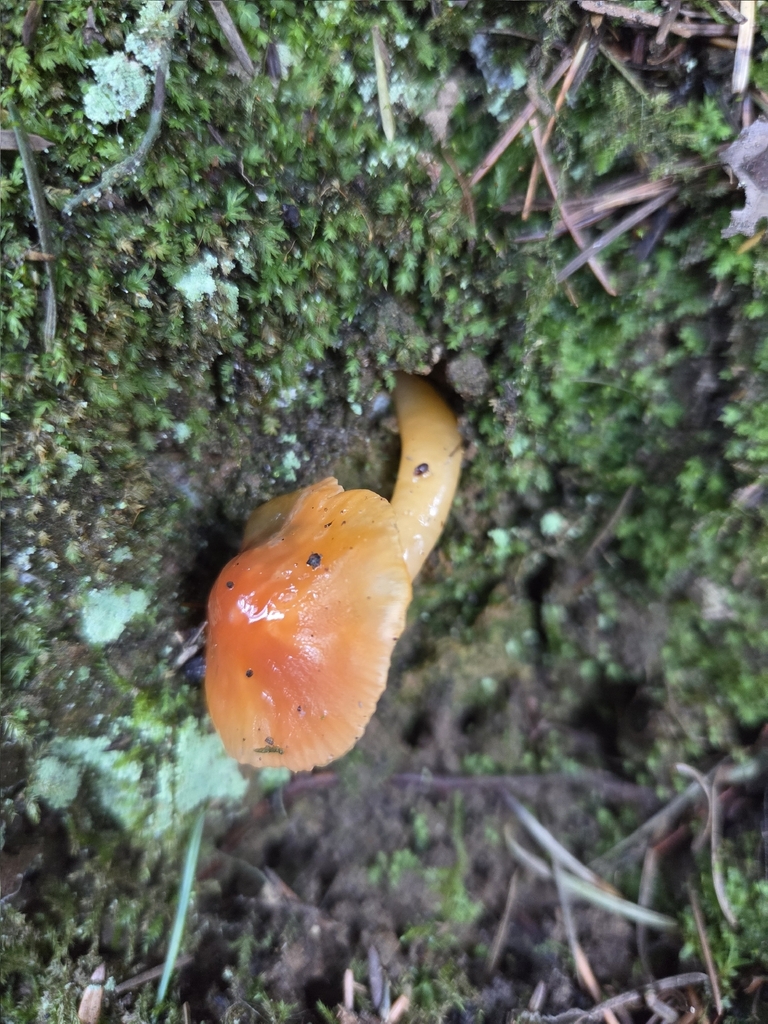 Gliophorus psittacinus · January 2026 · photo: © mandymushii (iNaturalist, cc-by)