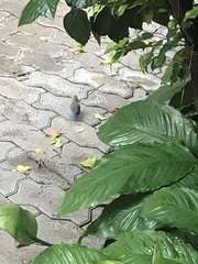 Uraeginthus angolensis