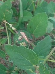 Catorhintha selector