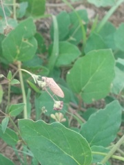 Catorhintha selector