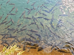 Caldwell's Spiny Carp photo 3