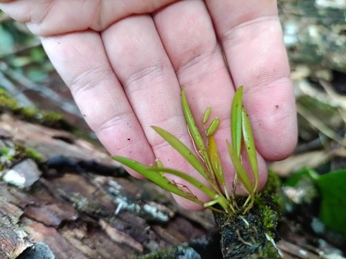 Waxy bonnet orchid (Pleurothallis pruinosa)