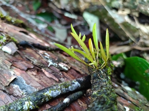 Pleurothallis pruinosa, photograph 1