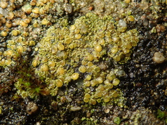 Xanthocarpia crenulatella