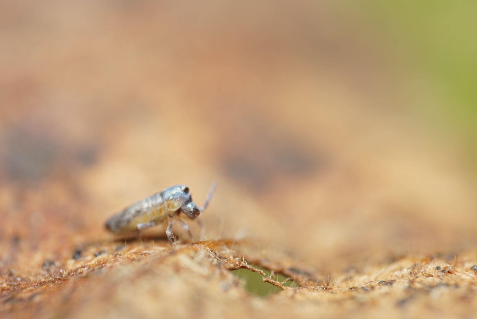 Lepidocyrtus paradoxus Uzel, 1890
