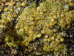 Xanthocarpia crenulatella
