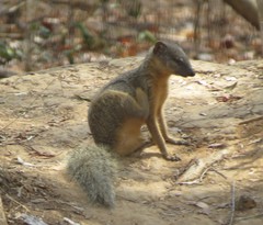 Narrow-Striped Mongoose photo 3