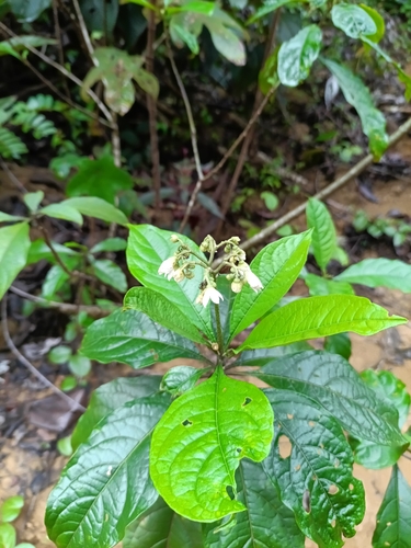 tabacon aspero (Solanum rugosum)