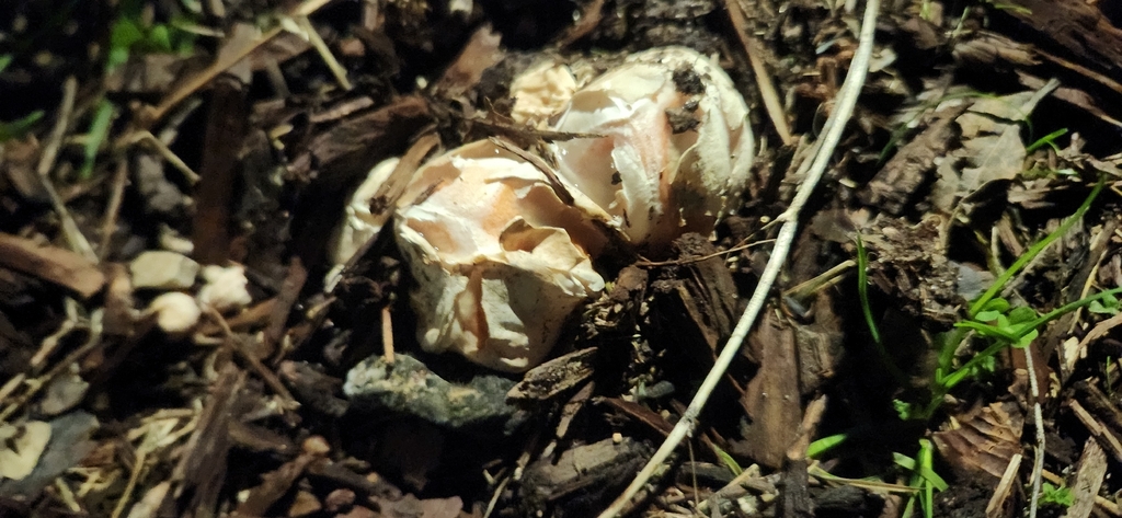 Clathrus columnatus · January 2026 · photo: © pennyflip (iNaturalist, cc-by)