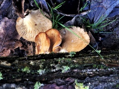 Fungi