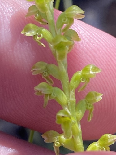 Microtis rara, 2025-11-19