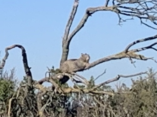 Douglas's Ground Squirrel observed by silveradojim