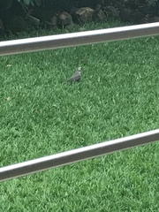 Streptopelia semitorquata