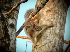 Sciurus variegatoides