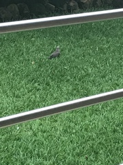 Streptopelia semitorquata