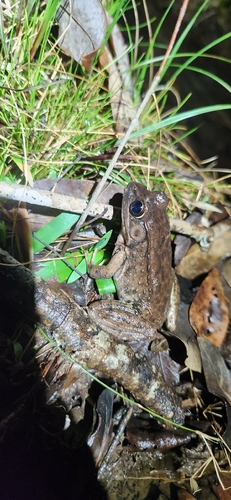 Green Frog observed by pennyflip